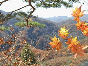 丰田花冠车标位置,丰田花冠车标位置图片