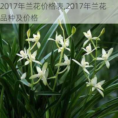 2017年兰花价格表,2017年兰花品种及价格