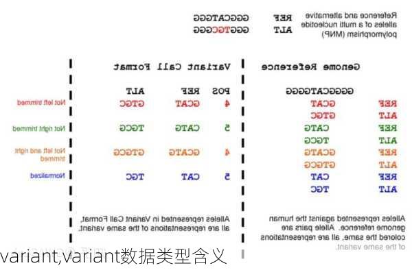 variant,variant数据类型含义